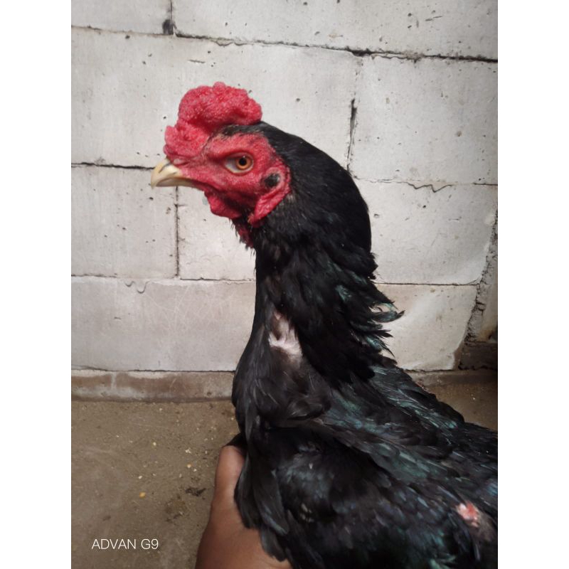 Materi Kandang Super Pakhoe Black Bull warna bulu Hitam polos Ayam Jawara