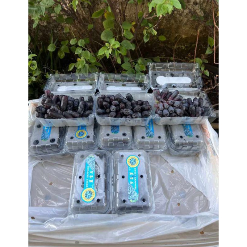 

Anggur Jari Black Australia 1pack 500gr isi 10pack Seedless