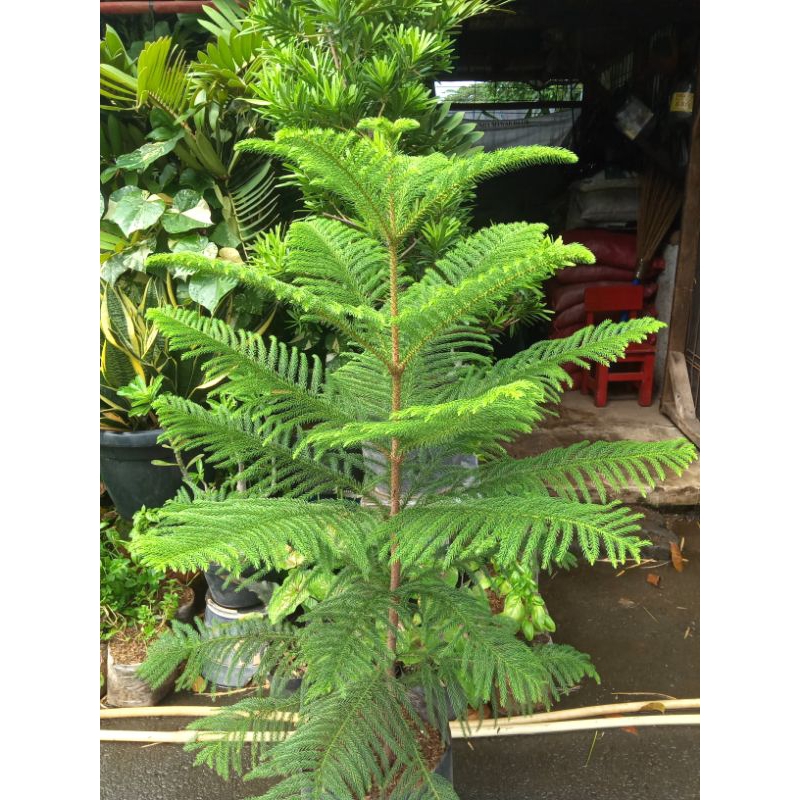 Tanaman Cemara Norfolk Tinggi 1METER