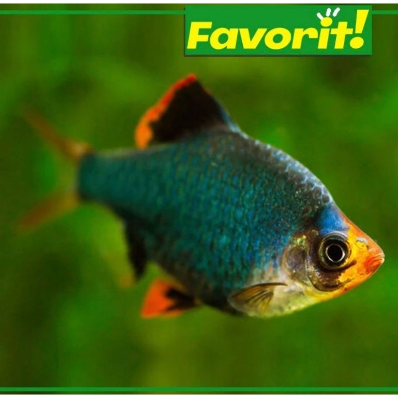 Ikan Hias Green Tetra Sumatera Hiasan Aquarium Aquascape Hijau Kuat