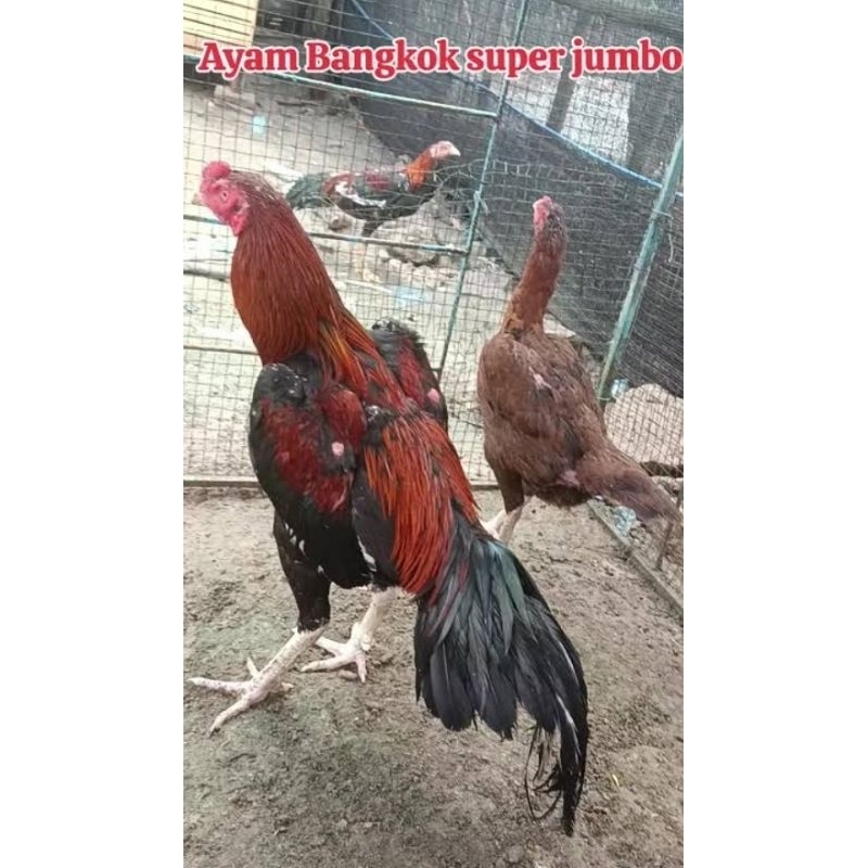 Telur Ayam BANGKOK Kwalitas Super Fertil