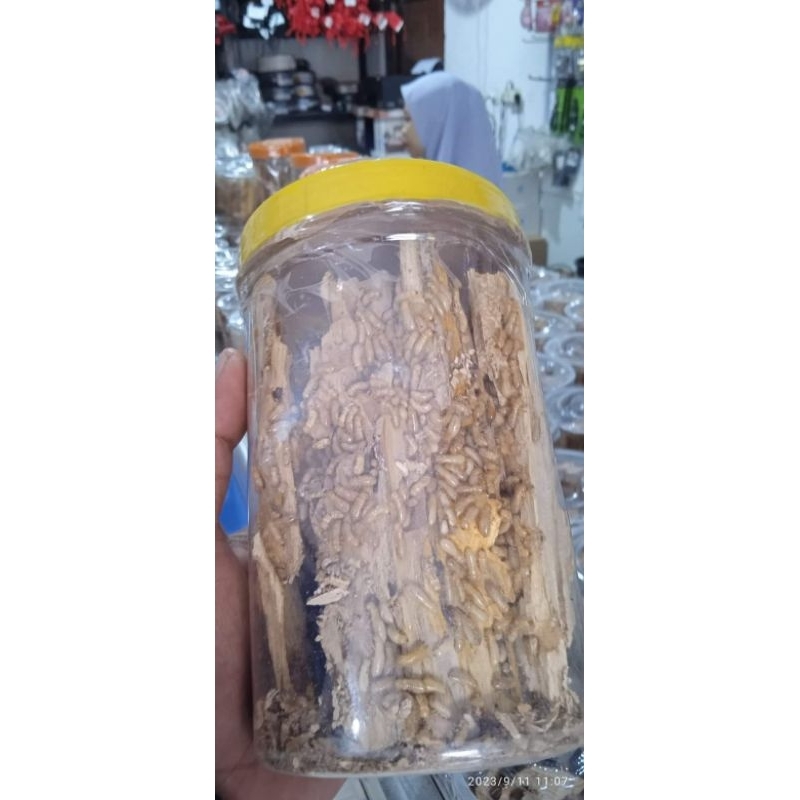 POA/RENGAS UMPAN JITU UNTUK MANCING