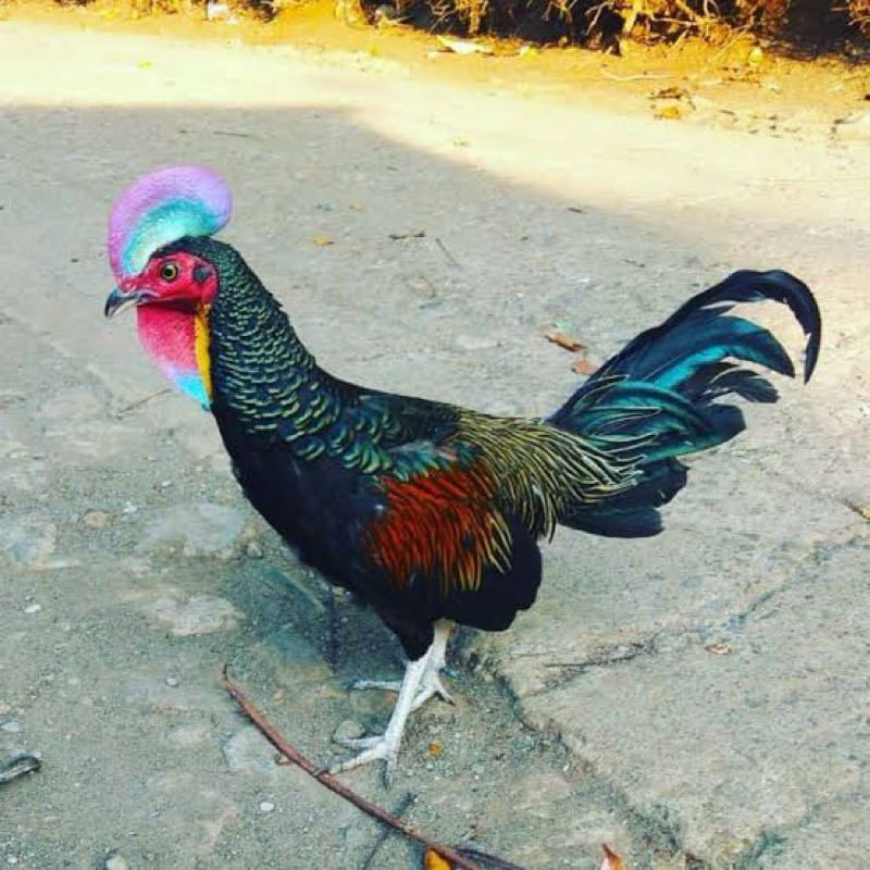 

TELUR AYAM HIAS HUTAN BEKISAR UNTUK DI TETASKAN