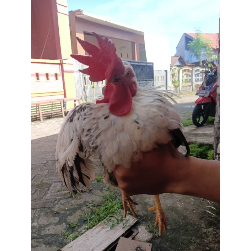

Ayam Ceper