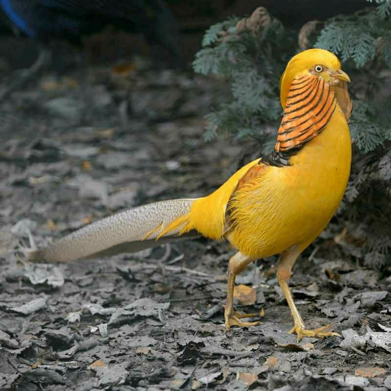 ayam hias yellow pheasant, ayam hutan cina, ayam hutan tibet dijual