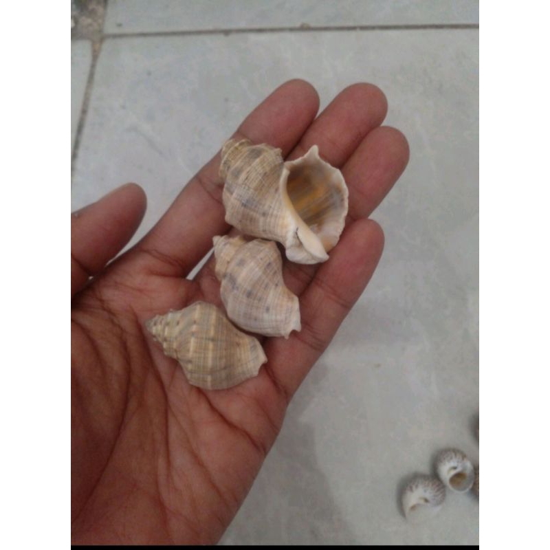 cangkang keong/kelomang obor 12 pcs