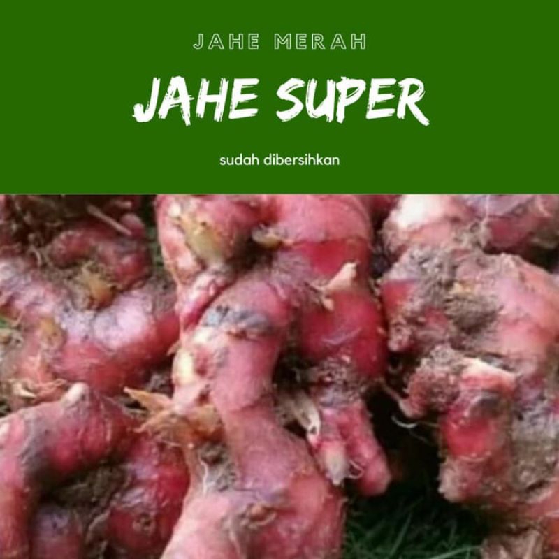 

jahe merah segar kemasan 500 gram