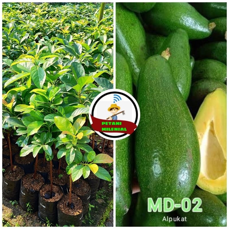 

BIBIT ALPUKAT IMPORT MD 02