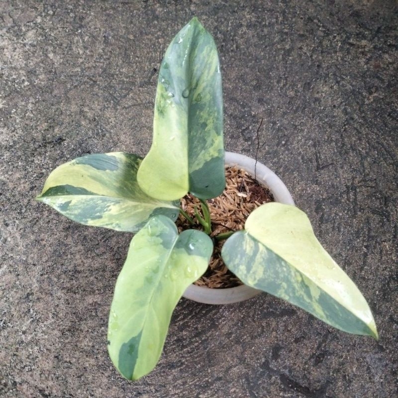 philidendron violin variegata