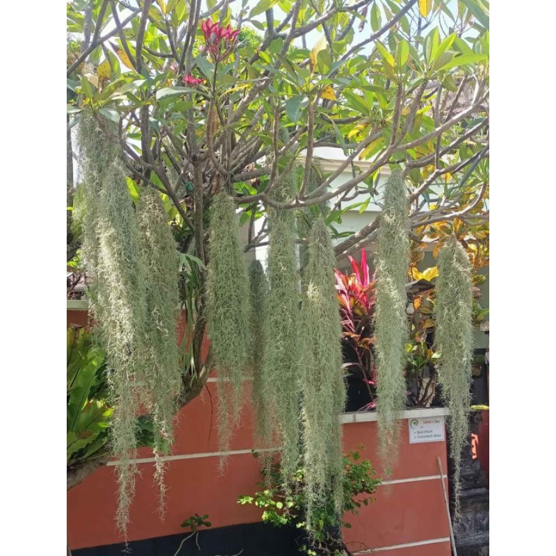 Tanaman gantung Jenggot musa Janggut Musa  Tilandsia  Spanish moss 90 - 100 cm