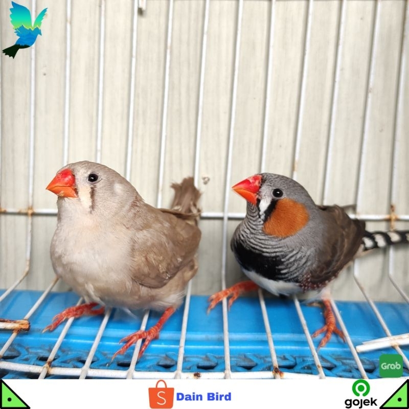 Burung Zebra Finch Medium Siapan Sepasang - NG & Fawn