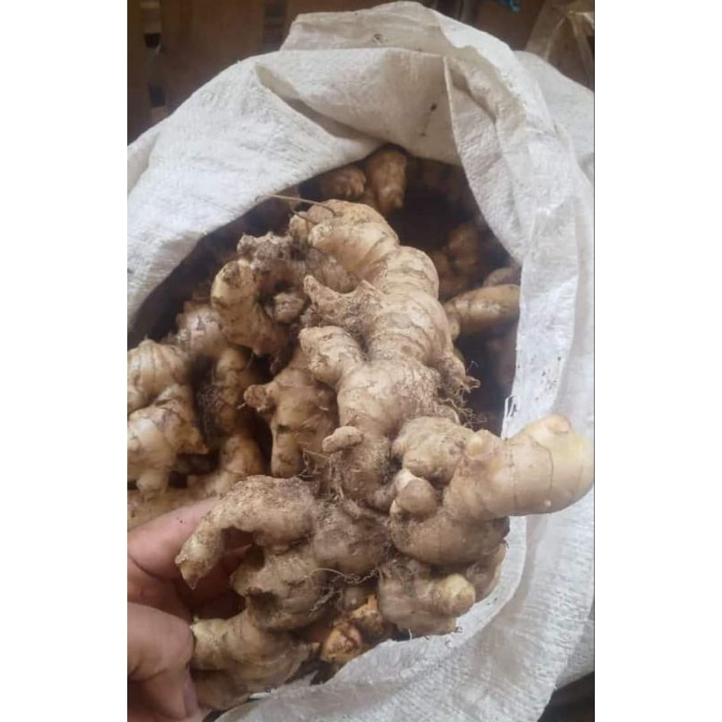 

jahe 1kg fres