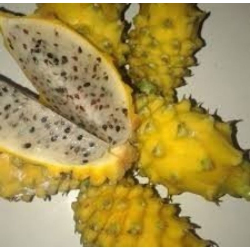 Bibit Buah naga Kuning