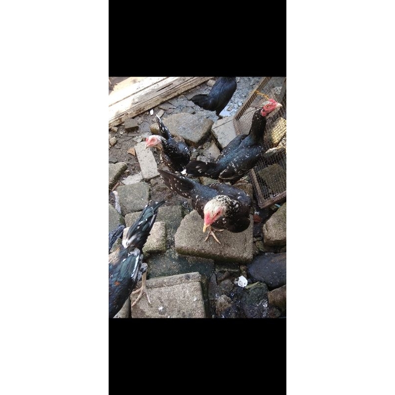 Indukan Ayam Birma Telor Biru Asli