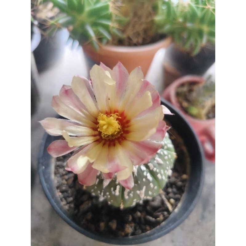 Seeds Astrophytum Asterias / Biji Kaktus Astro