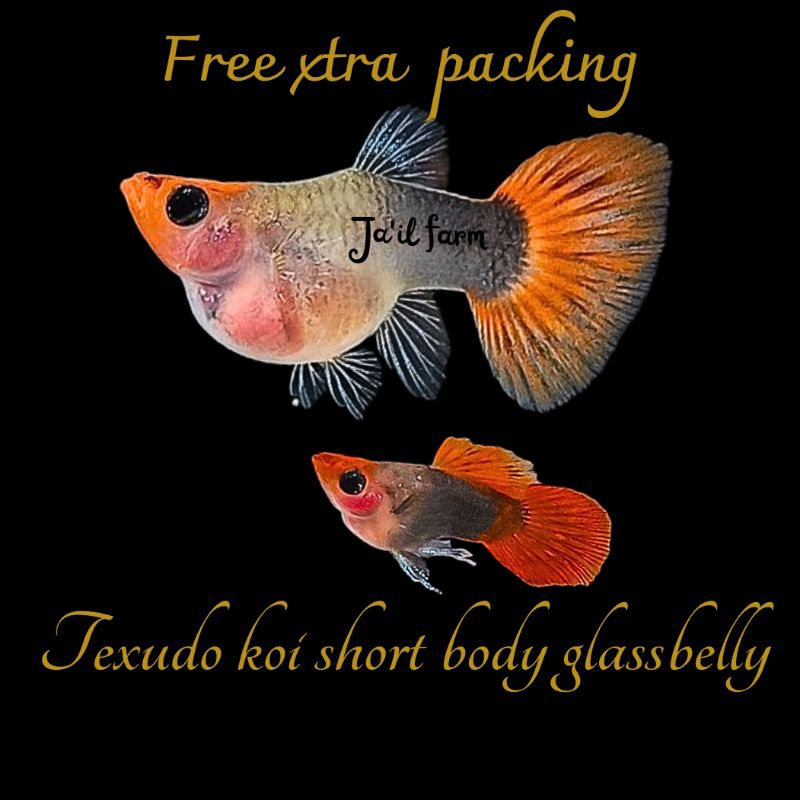 

FREE XTRA PACKING - TEXUDO K0I GLASSBELLY SHORT B0DY