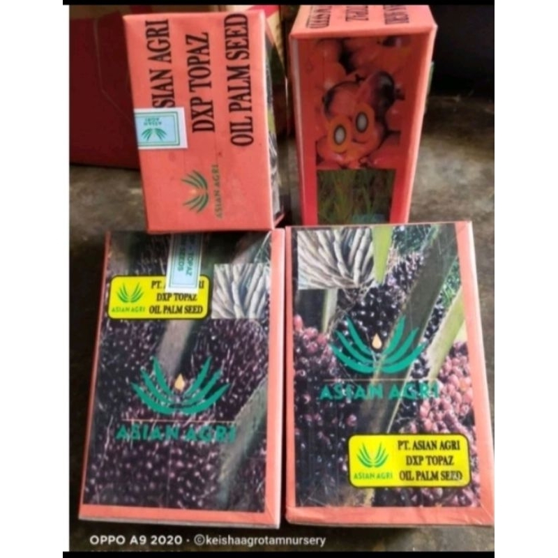 BIBIT SAWIT DXP TOPAZ ASIAN AGRI super unggul bersertifikat
