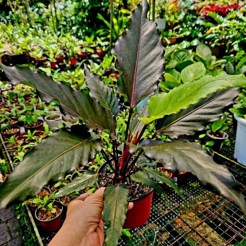 TANAMAN HIAS ANTURIUM BLACK BEAUTY