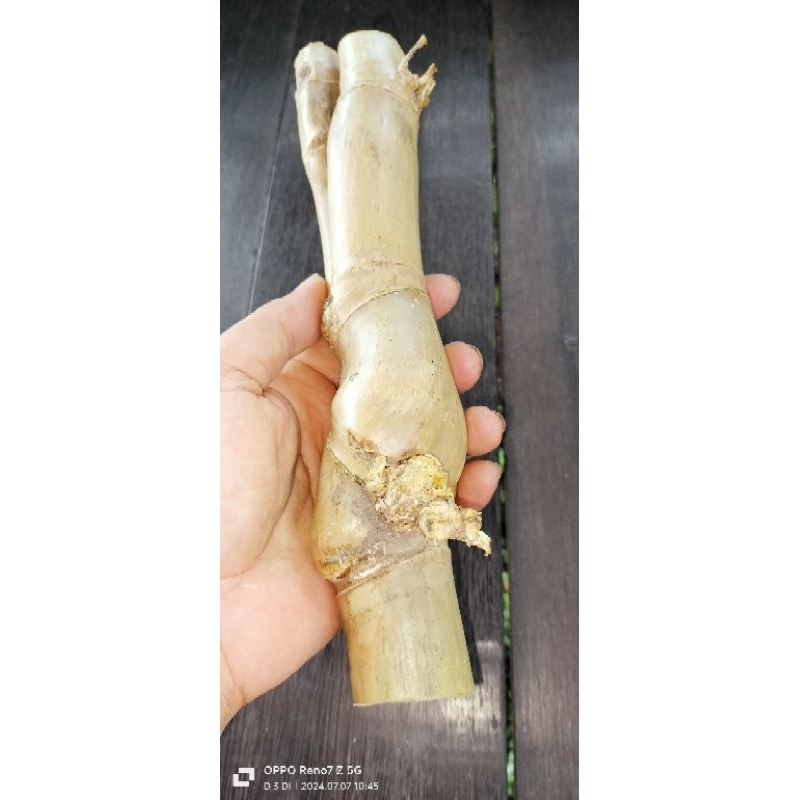 BAMBU PETUK/PARING PETUK ASLI