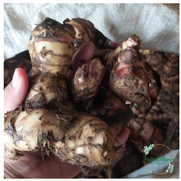 

umbi gayong segar 1kg makanan murah umbi umbian cikarang utara