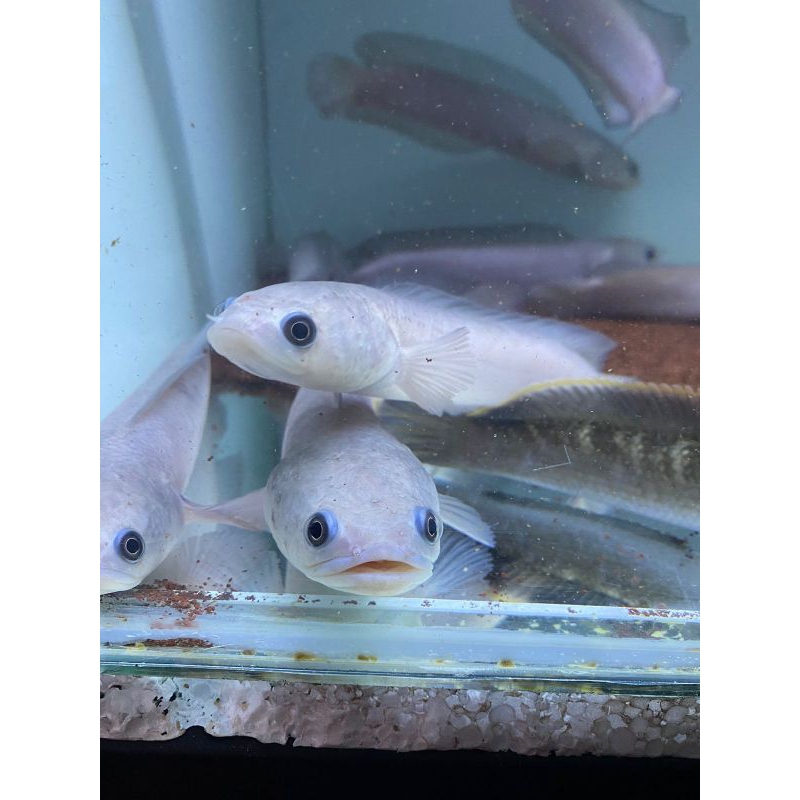 (Chana)Asiatica_Leucistic