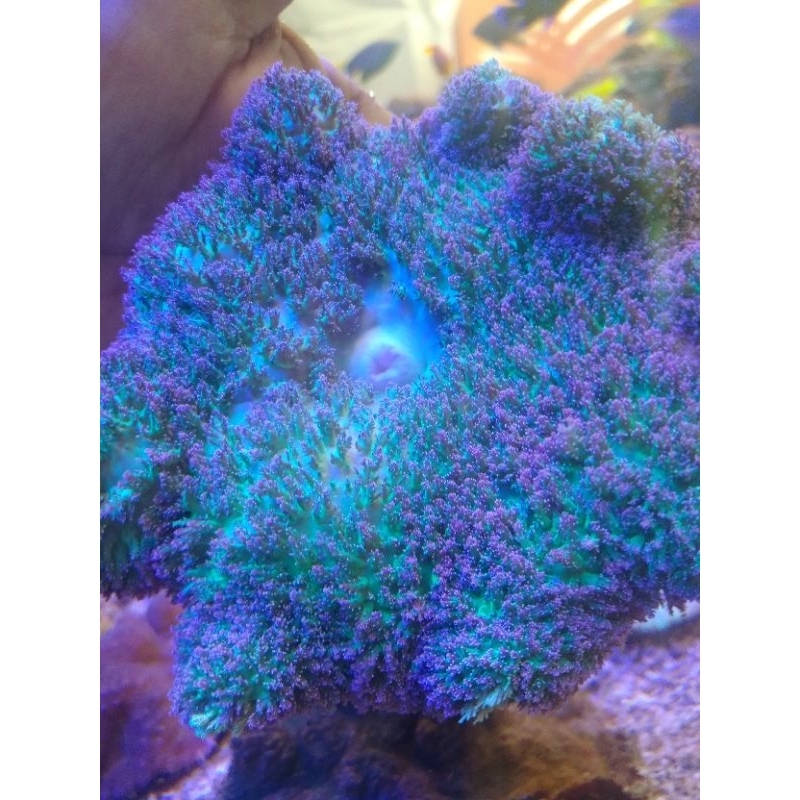 Anemon Karpet Tip Ungu - Violet Tip Carpet Anemone