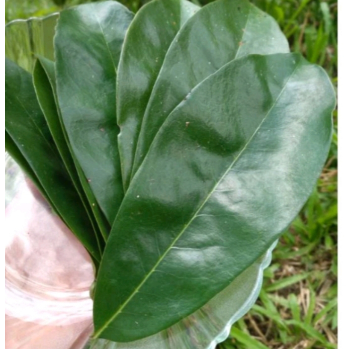 

100Lembar daun sirsak segar/daun sirsak segar/daun sirsak