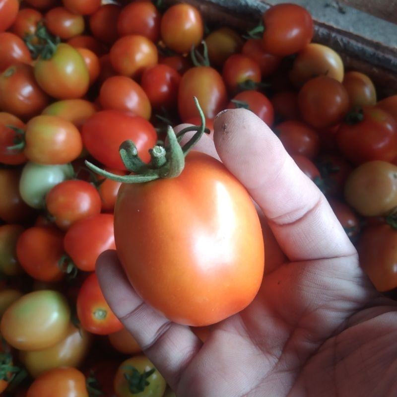 

1 kg tomat merah.