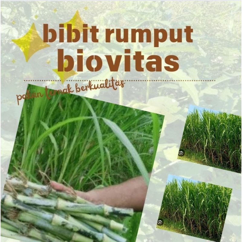 Bibit rumput Biovitas(Promosi)