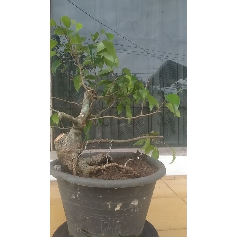 beringin iprik bogel