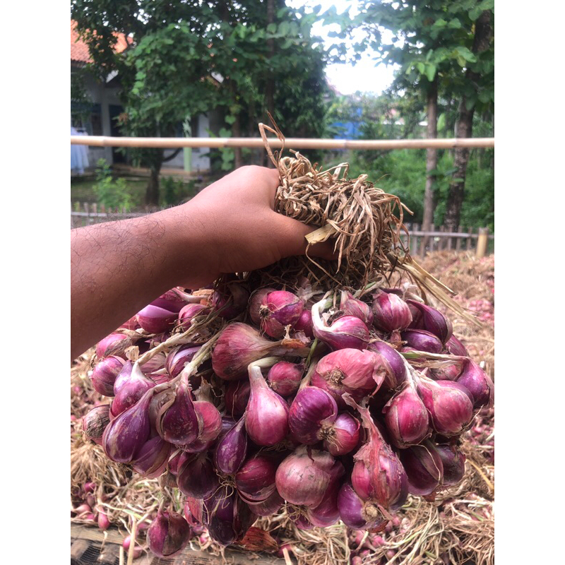 

Bawang Merah Super 1kg