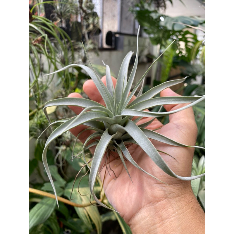 tillandsia xerographica