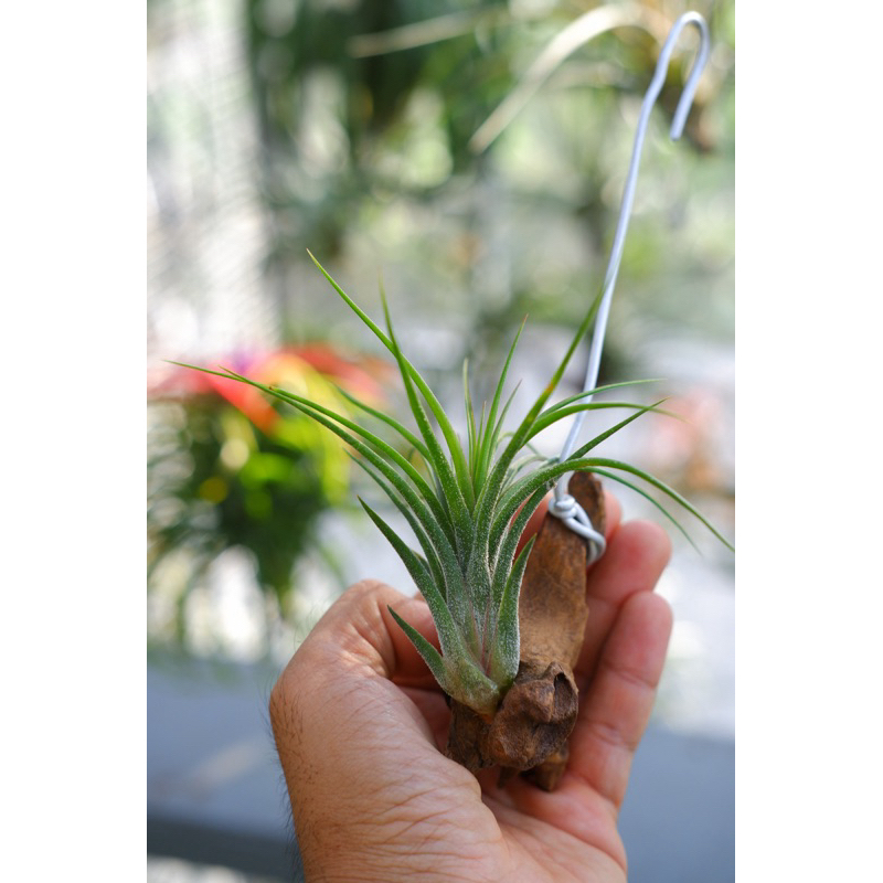 tillandsia Sweet chocolate (ionanta x pruinosa)
