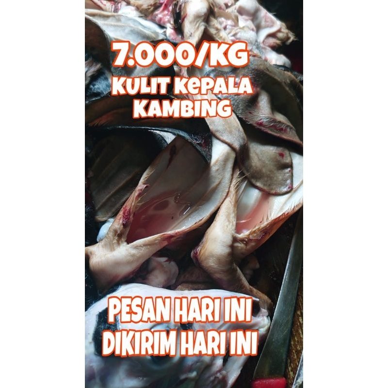 

Kulit Kepala Kambing Rp5000/kg