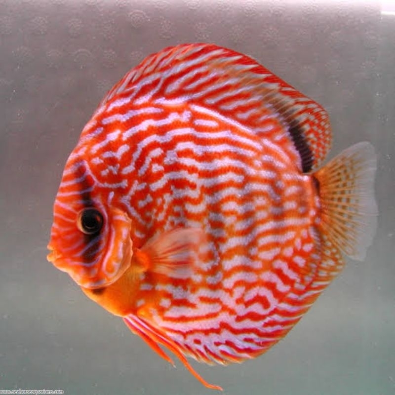 Red Torquis Discus Aquarium