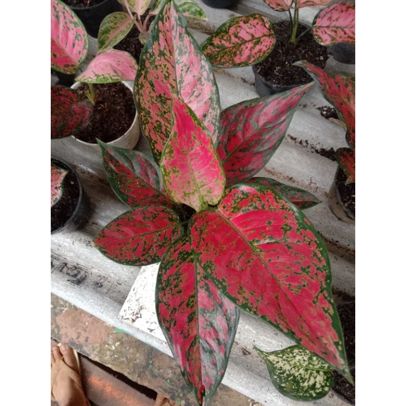 aglonema red king