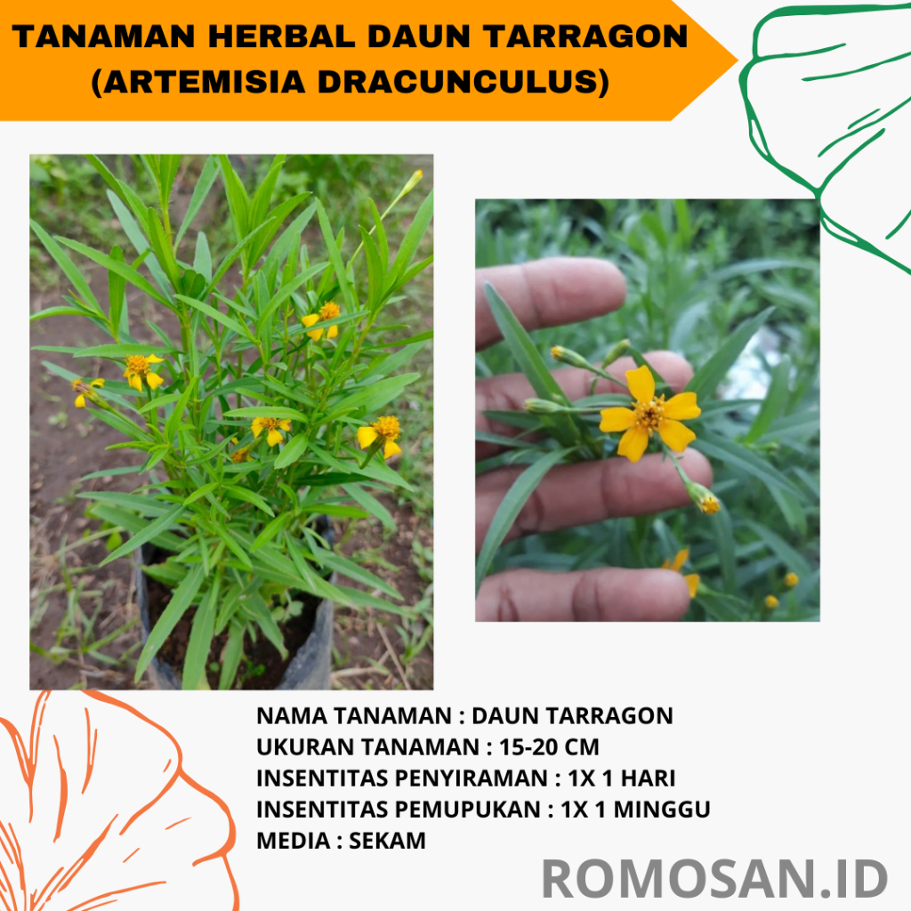 Tanaman Herbal / Toga / Daun Tarragon ( Artemisia Dracunculus L ) -bibitbunga-romosan.id