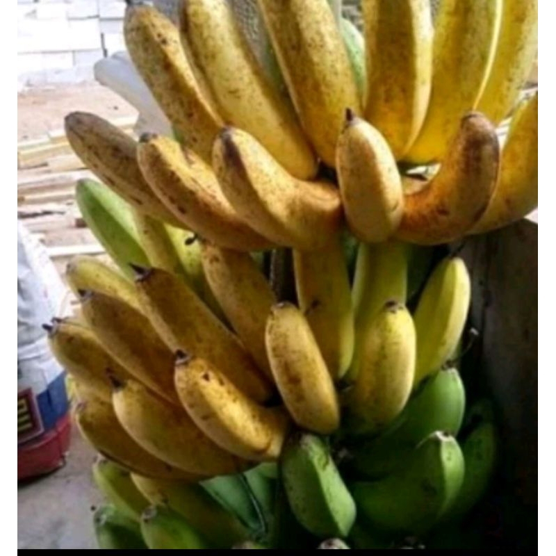 bibit pisang barangan merah