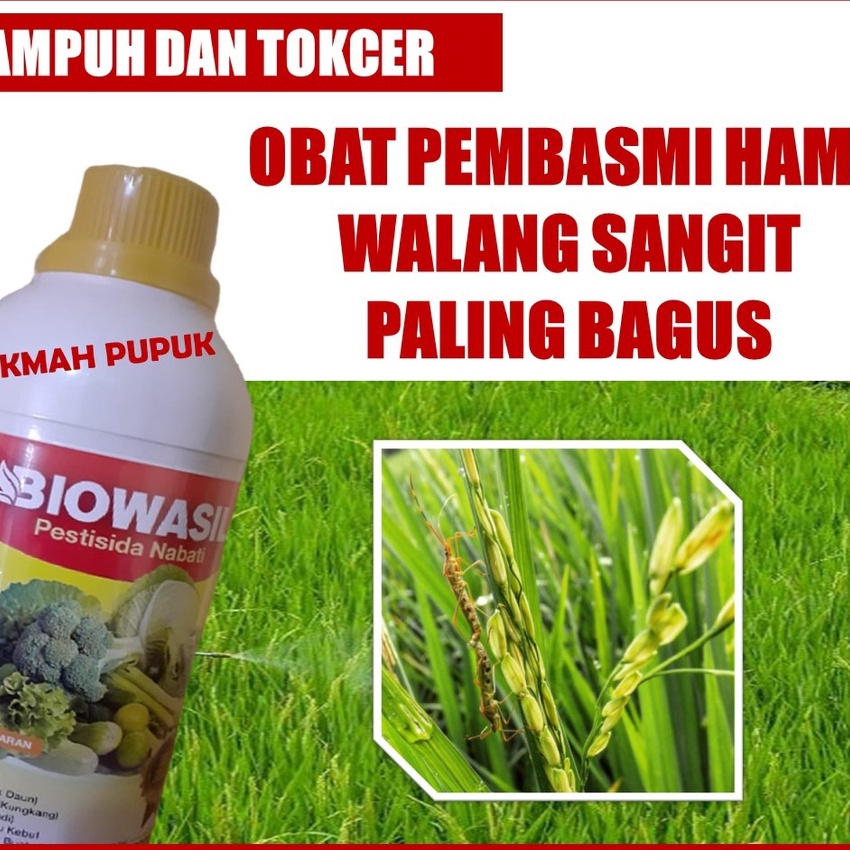Price Obat Walang Sangit Paling Ampuh BIOWASIL PESTISIDA NABATI 5 ML  Obat Walang Sangit Pada Padi T