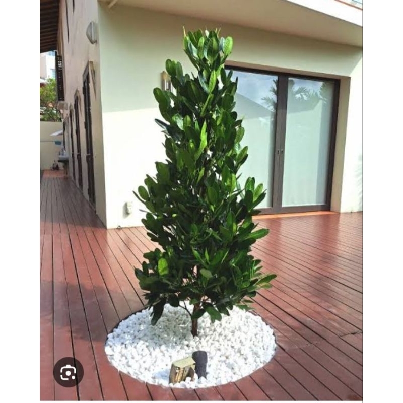 BIBIT TANAMAN FUKUGI GARCINIA SUBELLIPTICA TINGGI 70-1 METER UP