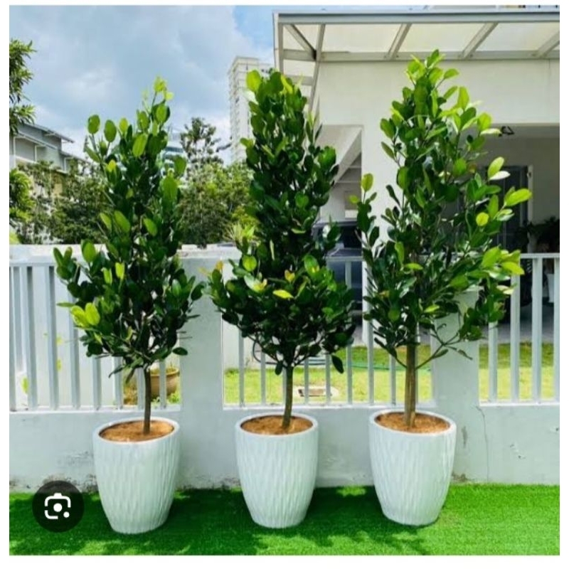 Bibit FUKUGI GARCINIA SUBELLIPTICA Tinggi 70 Cm