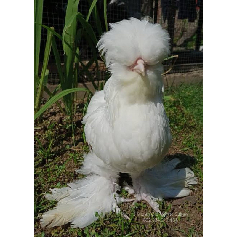 

TELUR FERTIL AYAM SULTAN UNTUK DI TETASKAN