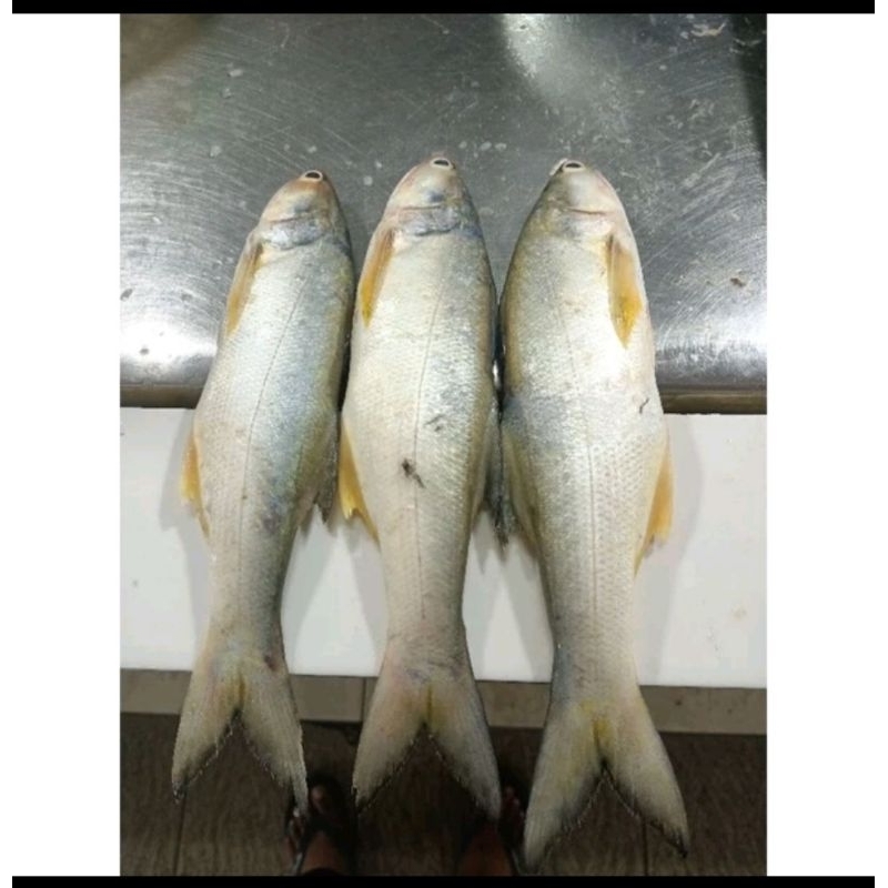 

Ikan Kuro / Ikan Senangin