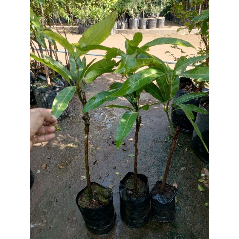 

mangga premium
