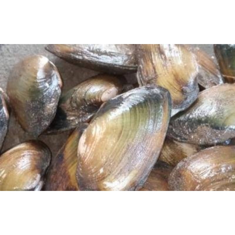 

KERANG KIJING TOWE SEGAR 500GRAM