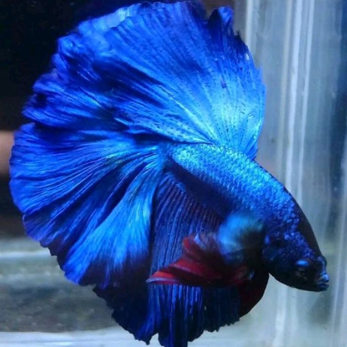 Ikan Cupang Halfmoon Rosetaile Warna Royal Blue Ukuran L+ Top Grade