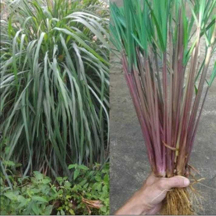 

Sereh Merah Herbal