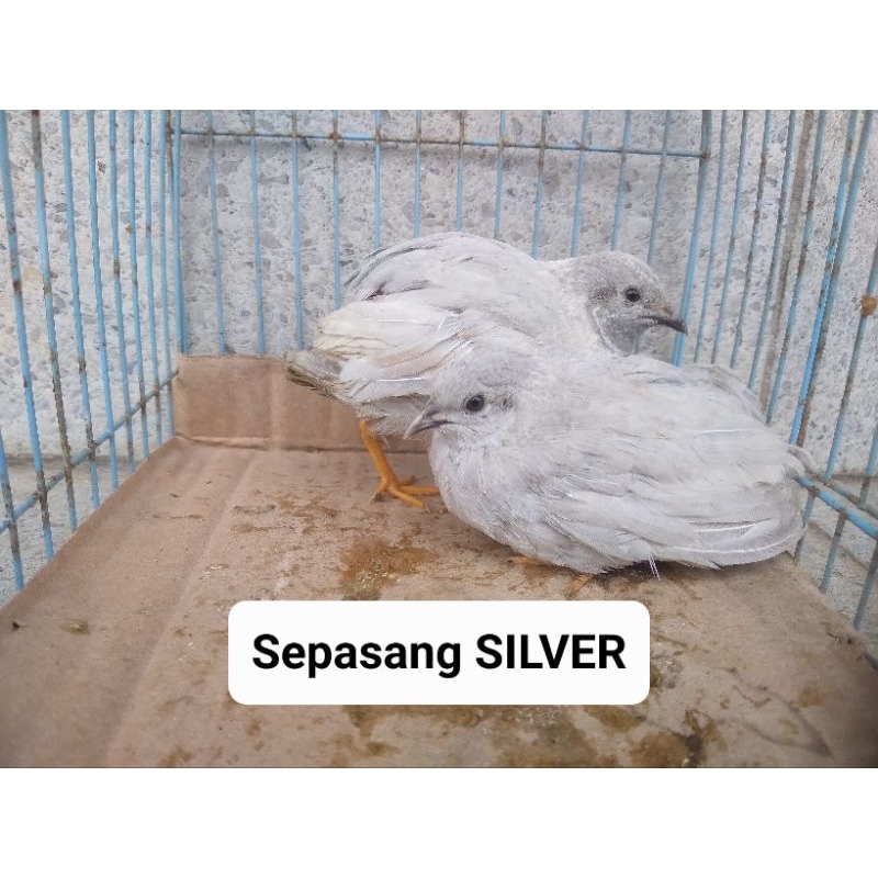 Puyuh Hias Jenis Puyuh Batu/Pikau