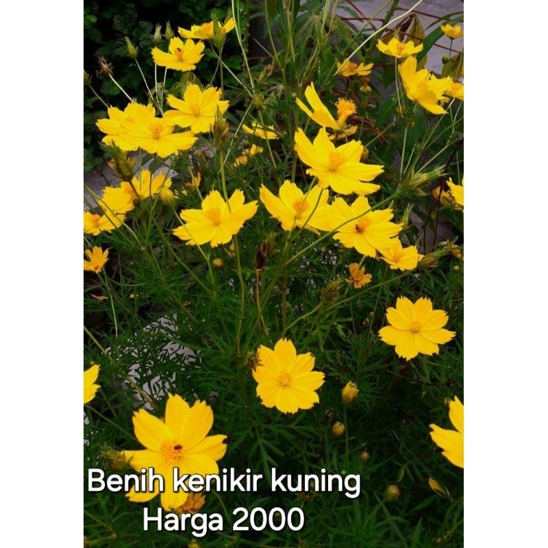 Benih Bunga Kenikir Kuning