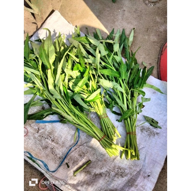 

kangkung segar solusi kangkung kering kosong